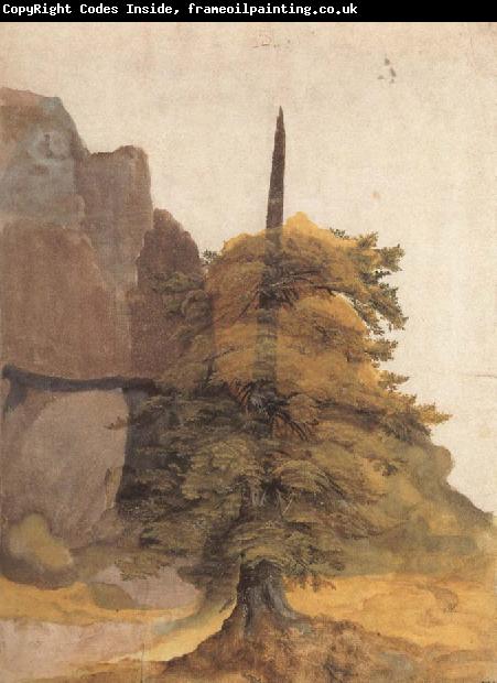 Albrecht Durer A Tree in a Quarry